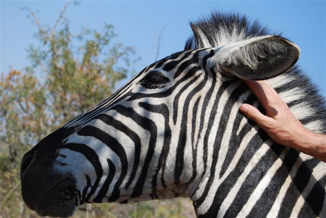 patting a zebra at Bundu Lodge.JPG